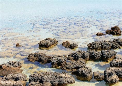 Stromatolites The Building Blocks Of Life