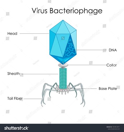 Bacteriophage Virus Diagram