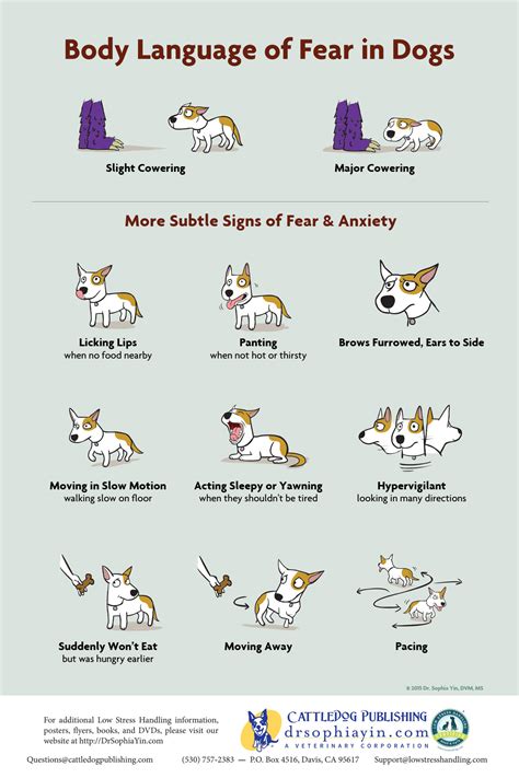 Behaviour Body Language Of Canine Anxiety Westport Veterinary Clinic