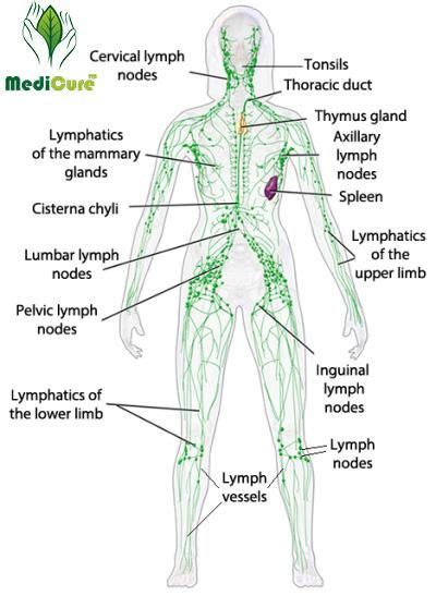 Naturaltherapy™ Lymphatic Drainage Ginger Oil Medicurestore