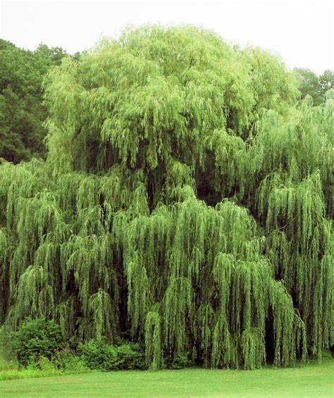 8 Weeping Willow Trees Ready To Plant Beautiful Arching Etsy