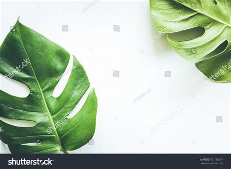 Real Tropical Leaves On White Backgroundsbotanical Stock Photo Edit