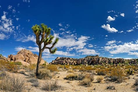 Maybe you would like to learn more about one of these? Joshua Tree Hiking Tours | Palm Springs Walking Tours ...