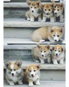 A which в that с whose 2. @wilburbeast_the_corgi The only family photo I have with all my brothers and sisters (I wish I ...
