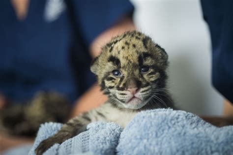 Photos Clouded Leopard Cubs Debut At Point Defiance Zoo Seattle Refined