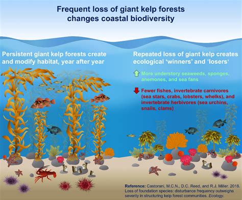 Forest Habitat Kelp Forest Winners And Losers Invertebrate