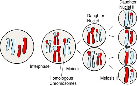 Cell Division Mitosis And Meiosis Ask A Biologist