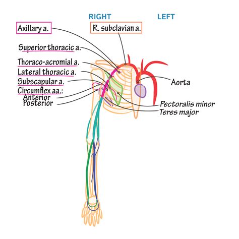 Gross Anatomy Glossary Arteries Upper Extremity Draw It To Know It