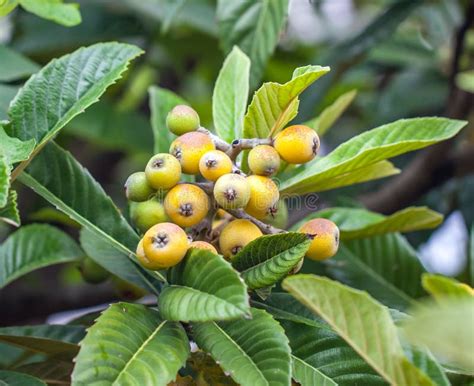 Bunch Of Ripe Loquats In The Tree Stock Image Image Of Tree