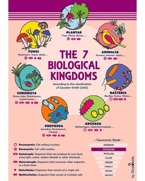 The 7 Biological Kingdoms 🦋🌿🍄 Biology How Are Living Beings