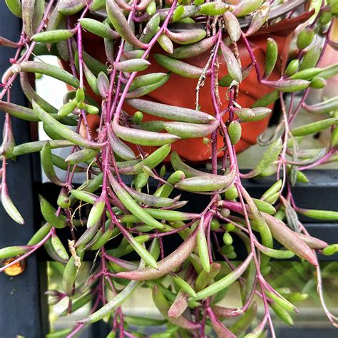 Othonna Capensisruby Necklace Trailing Succulent The Next Gardener
