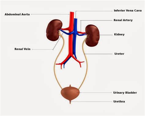 Anatomy And Physiology 2013 2014 Urinary System