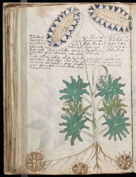 The Voynich Manuscript Is The Most Mysterious Manuscript In The World