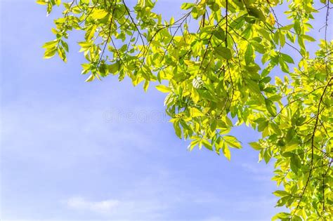 Green Leaves On Blue Sky Stock Image Image Of Leaf Wallpaper 58831245