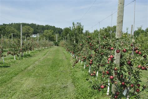 Rows Of Red Delicious Apple Trees In The High Density Orchard Late