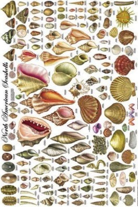 North American Shells Educational Science Chart Poster 24 X 36