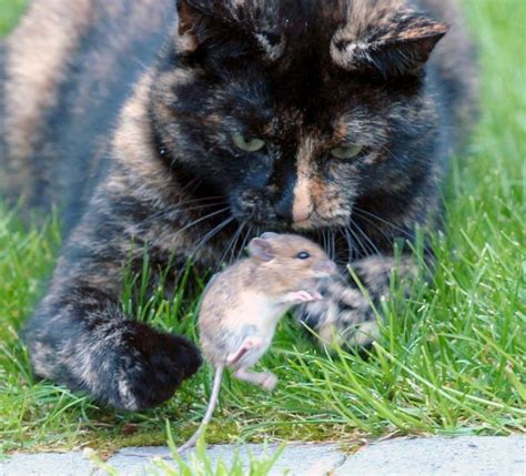 This Cat And Mouse Have A Relationship That Will Surprise You Animals