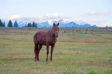 Wild Nature Of The Altai A Beautiful Horse Is Grazing In The St Stock