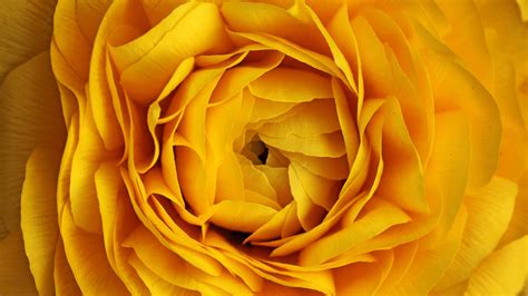 We offer an extraordinary number of hd images that will instantly freshen up your smartphone. Wallpaper Rose, 4k, 5k wallpaper, flowers, yellow, macro ...