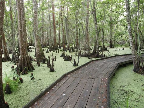 7 Amazing Natural Wonders Hiding In Plain Sight In Louisiana — No