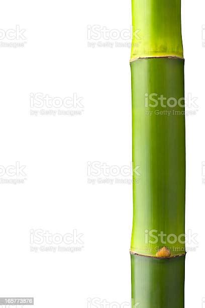 Close Up Of A Bamboo Stalk With Clipping Path Stock Photo Download