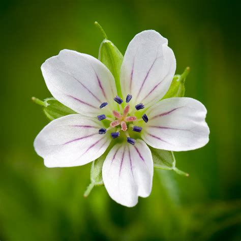 Little White Flower Photograph By Devis Martusevicius