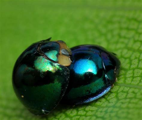 This Is The Steel Blue Ladybird Or Halmus Chalybeus Photograph By
