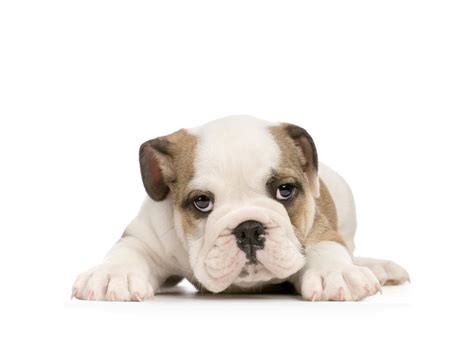 Maybe you would like to learn more about one of these? American bulldog puppy on white background wallpapers and images - wallpapers, pictures, photos