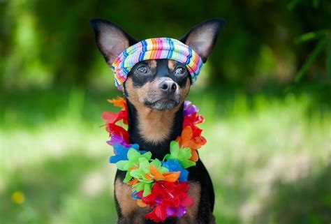 Hawaiian Dog Names 110 Names Which Mean Aloha Mahalo And Honu