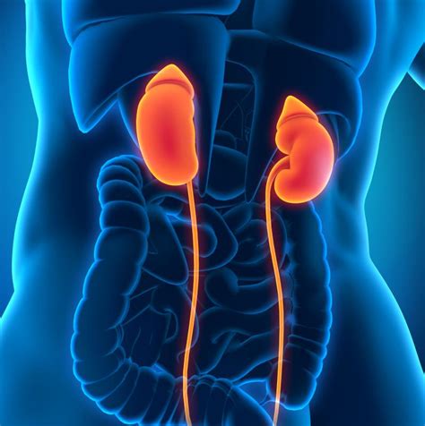 What Is Chronic Nephritis With Pictures