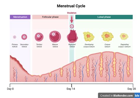 Menstrual Cycle Hormone Levels Ovarian Cycle And Endometrium Layer Menstrual Proliferative