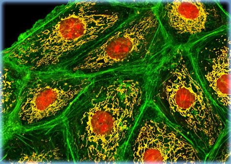 In some protists and yeast cells (not sure about other cell types), the number of mitochondria increases when the cells are deprived of glucose (but not oxygen). Distribution of F-Actin and Mitochondria in LLC-MK2 Cells ...
