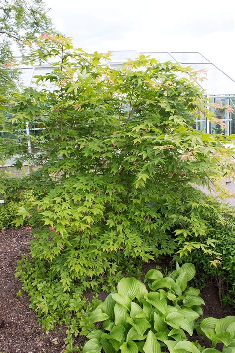 'osakazuki' is one of the most brilliant japanese maple for fall color. Essunga Plantskola - Acer palmatum 'Osakazuki'