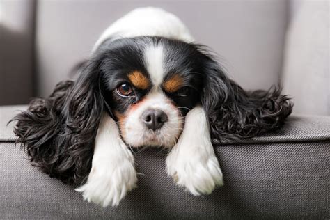King Charles Spaniel Dog Breed Complete Information