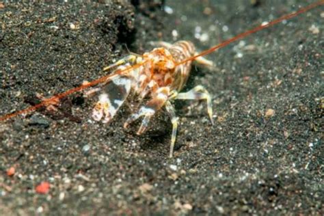 Best Reef Safe Shrimp For Saltwater Tank That Are Not