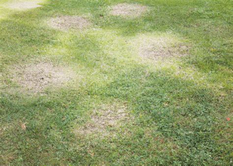 Why Grass Wont Grow In Certain Spots Obsessed Lawn