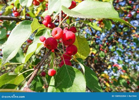 Decorative Cherry Unusual Fruits Stock Photo Image Of Growing
