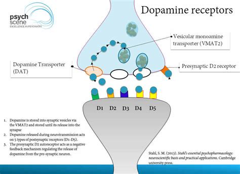 Dopamine Pathways Diagram