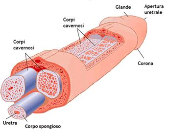 Anatomia del pene parti e funzioni di uno degli orgnai più importanti Curvatura del pene