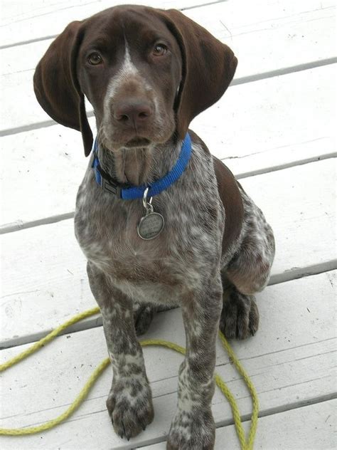 We have a male, black lab, german short haired pointer mixed dog named buster. short haired german pointer | cutie patooties!! | Pinterest