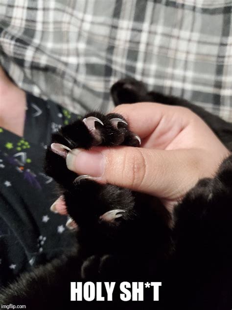 Cats Claws Are Huge Imgflip