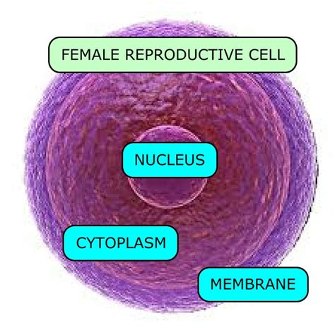 The role of hox genes on the development and function of the female reproductive tract. SEXTO B bloggers': FEMALE REPRODUCTIVE CELL