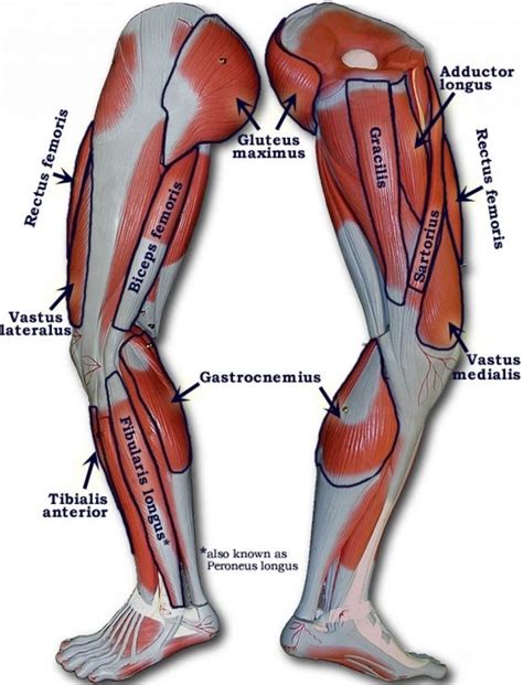 Anatomy of the muscular system. Human Leg Muscles Diagram . Human Leg Muscles Diagram ...
