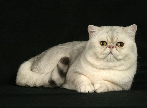 Kemuning Cattery Kucing Persia Eksotis Exotic Shorthair