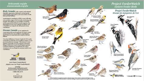 Bird Identification Chart Grace Church