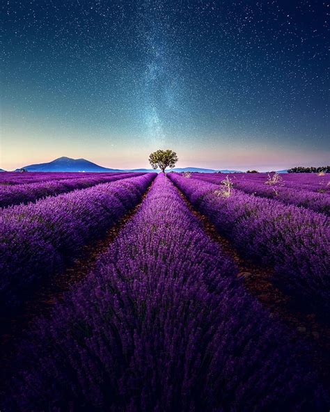 Stunning Landscapes Of A Lavender Field In Southern France By Samir