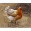 Color Live Chicken  High Quality Animal Stock Photos Creative Market