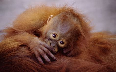 Orangutan Hd Wallpaper Background Image 2560x1600