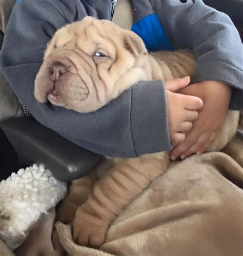 Lilac Shar Pei Puppy Coco Shar Pei Puppies Cute Puppy Pictures