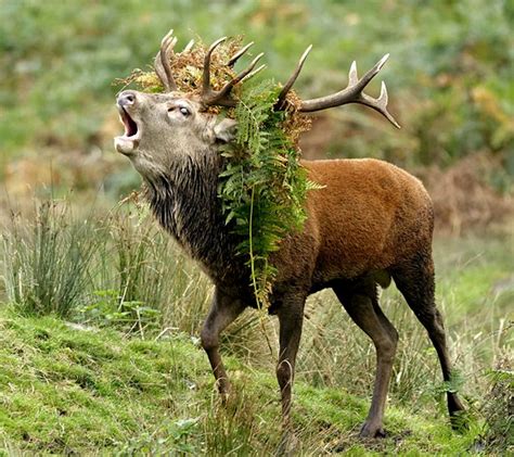 The Annual Red Deer Rut Nature And Wildlife Photography Forum